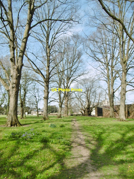 Photo 6"x4" Canford Park, lime avenue Wimborne Minster c2015