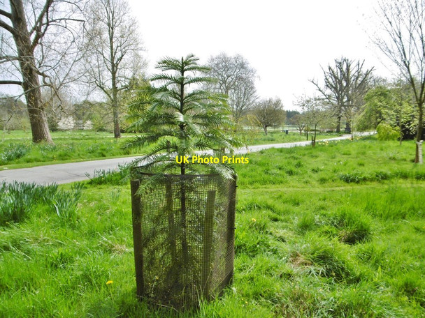 Photo 6"x4" Canford Park, Wollemi Pine Wimborne Minster c2015
