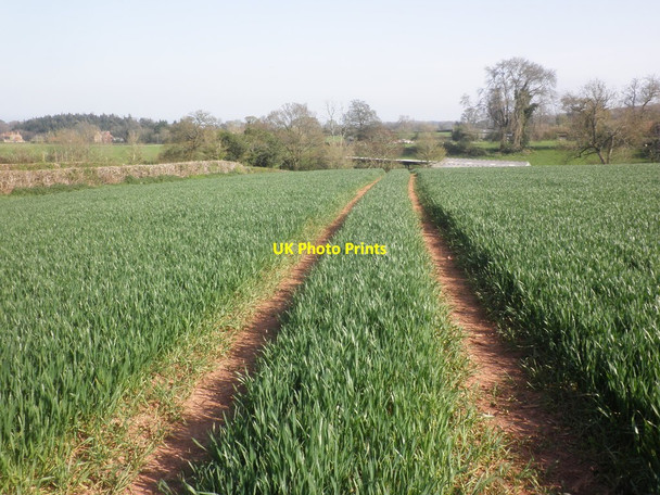 Photo 6"x4" Emerging cereal crop, near Bush Lane Lower Aisholt c2015
