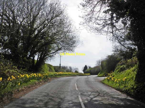 Photo 6"x4" Daffodils line the A466 at Llancloudy Llancloudy c2015
