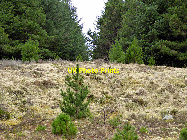 Photo 6"x4" Forest ride near Loch Dubh Lochan Sgrabach c2015
