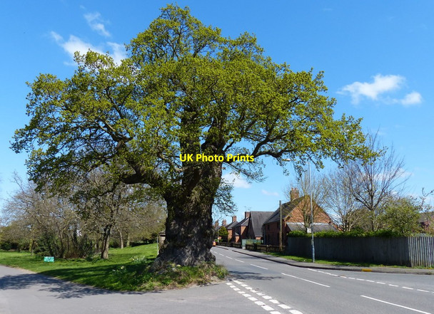 Photo 6"x4" The Baginton Oak tree Baginton c2015