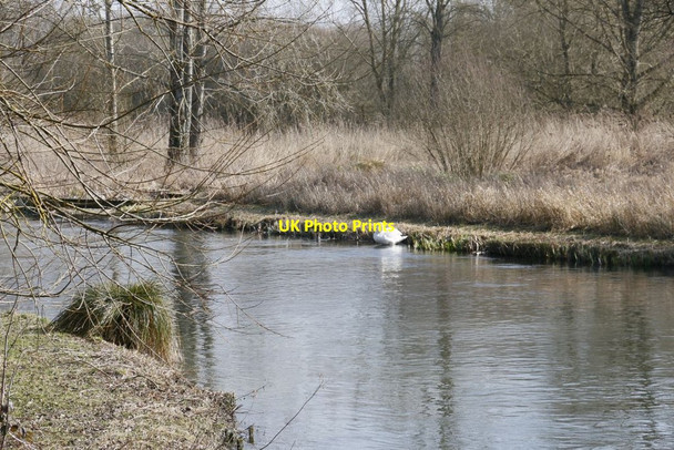Photo 6"x4" Swan by the River Itchen Easton\/SU5132 c2015