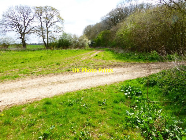 Photo 6"x4" Looking east along the edge of Nutbane Copse Hatherden c2015