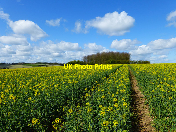 Photo 6"x4" Farmland, Shalbourne Bagshot\/SU3165 c2015