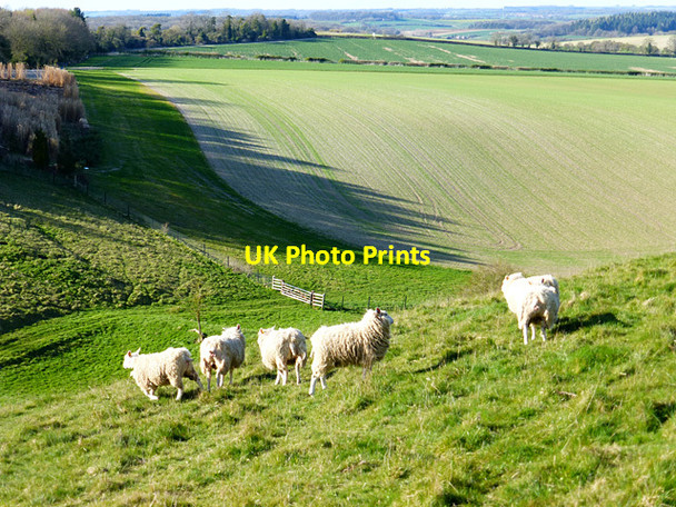 Photo 6"x4" Downland, Shalbourne Marten c2015