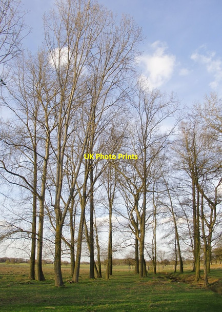 Photo 6"x4" Poplars, Lower Pen Pond Plantation Richmond\/TQ1874 c2015