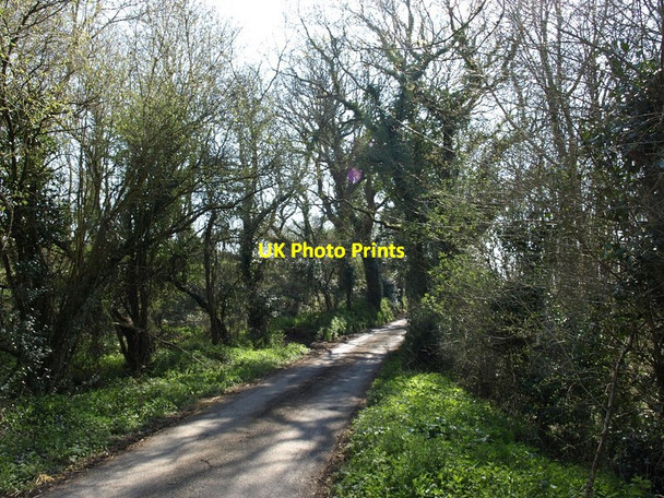 Photo 6"x4" Lane through the edge of Treable Woods Drewsteignton c2015