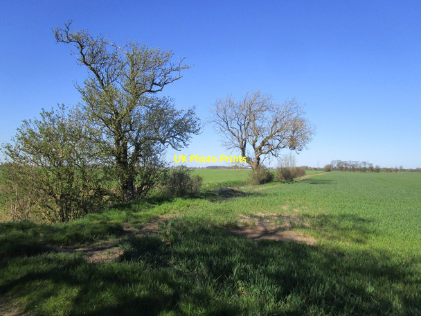 Photo 6"x4" Trees on Stone Carr Meaux c2015