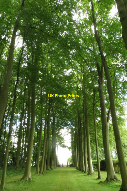 Photo 6"x4" The Beech Allee in Hidcote Manor Garden Hidcote Bartrim c2014
