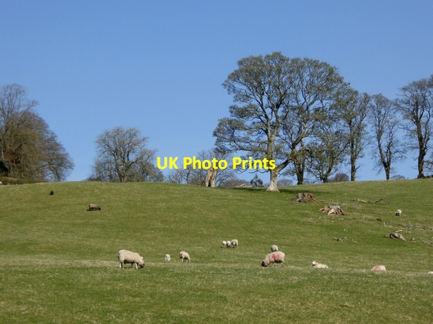 Photo 6"x4" Sheep and parkland trees near Burnfoot Roberton\/NT4214 c2015