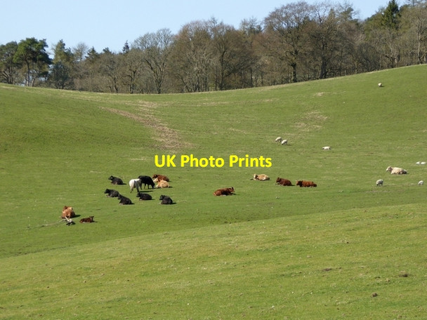 Photo 6"x4" Cattle and sheep on hillside near Roberton Roberton\/NT4214 c2015