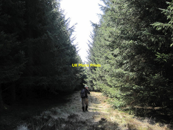 Photo 6"x4" Bridleway towards Wellhope Edlingham c2015