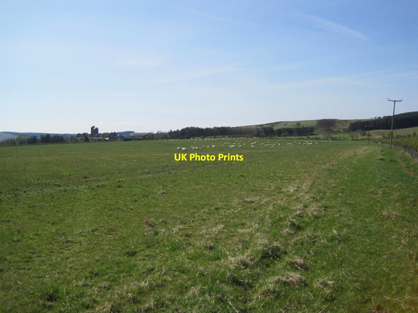 Photo 6"x4" Farmland and sheep, Glantlees Glantlees c2015