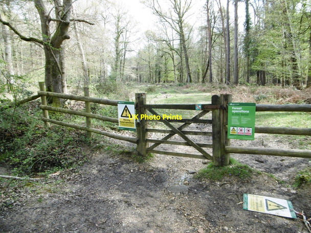 Photo 6"x4" Perrywood Ivy Inclosure, gate Balmerlawn c2015