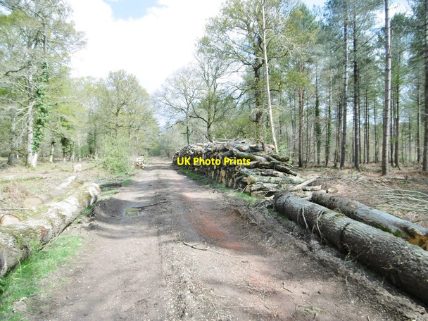 Photo 6"x4" Perrywood Ivy Inclosure, timber Balmerlawn c2015