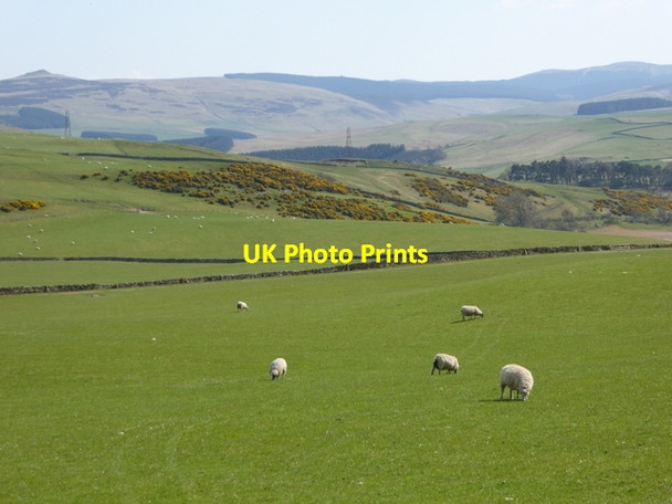 Photo 6"x4" Sheep on the hillside above the valley of the Newmill Burn Newmill\/NT4510 c2015