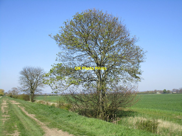 Photo 6"x4" Trees by Green Lane Carrington\/TF3154 c2015