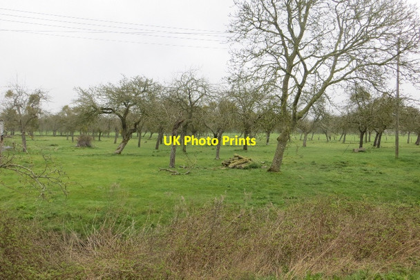 Photo 6"x4" Orchard, Coxbridge Coxbridge c2015