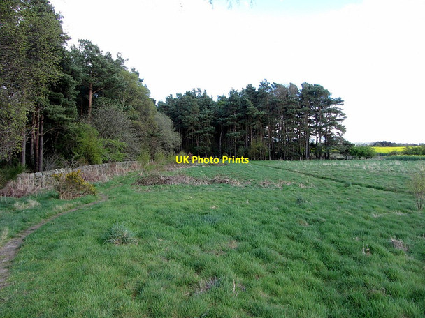 Photo 6"x4" Shilford West Wood Broomley\/NZ0360 c2015