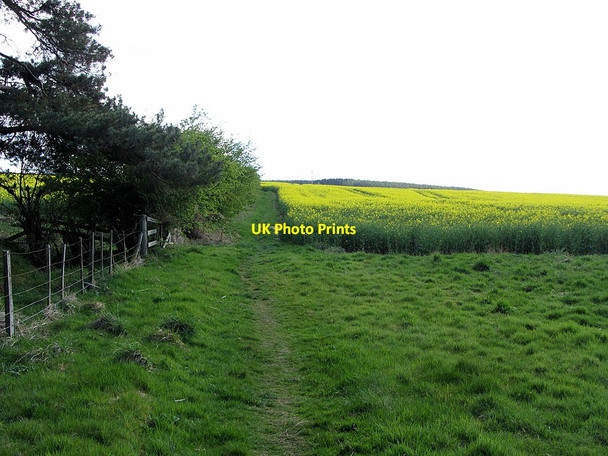 Photo 6"x4" Path to Broomley above Shilford West Wood Broomley\/NZ0360 c2015