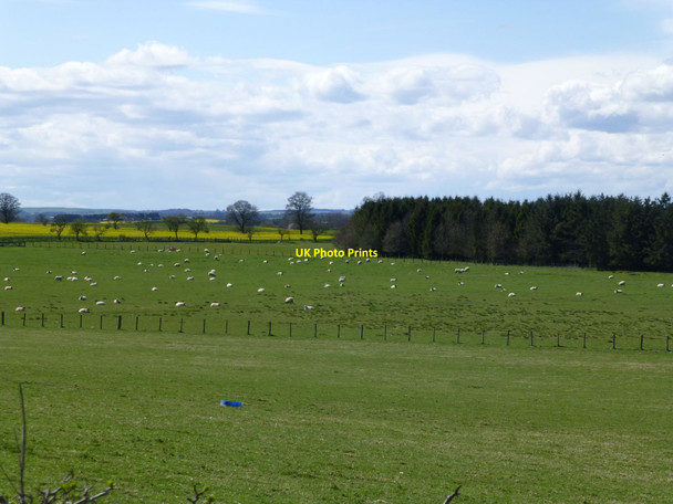 Photo 6"x4" Sheep in pasture  Hartburn\/NZ0886 c2015