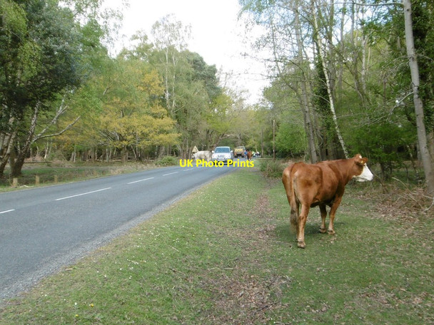 Photo 6"x4" Stockley, jaywalking cattle Furzey Lodge c2015
