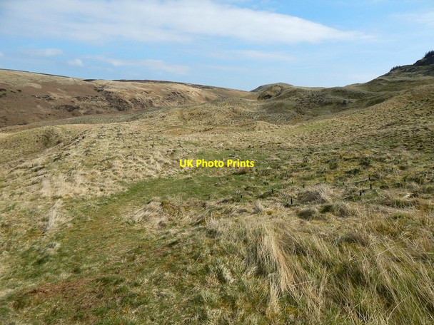 Photo 6"x4" Lang Craigs Woodland: new plantation Bellsmyre c2015