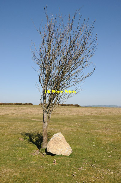 Photo 6"x4" Tree on Hergest Ridge Dolyhir c2015