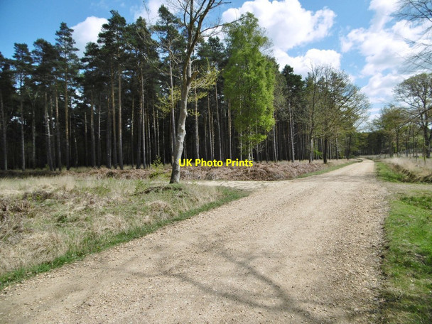 Photo 6"x4" Frame Heath Inclosure, forestry crossroads Furzey Lodge c2015