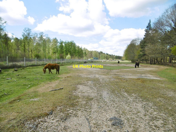 Photo 6"x4" Perrywood Haseley Inclosure, ponies Furzey Lodge c2015