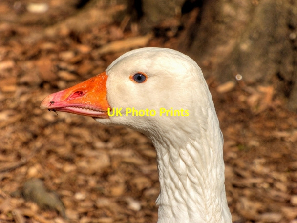 Photo 6"x4" Goose at Heaton Park Prestwich c2015