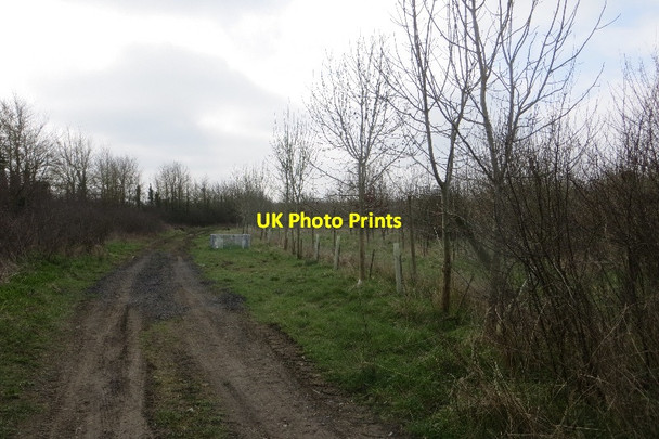 Photo 6"x4" Young woodland near North and South Barrow North Barrow c2015