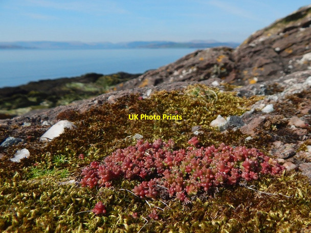 Photo 6"x4" Stonecrop on the shore at Ardmore Point Kelhurn c2015
