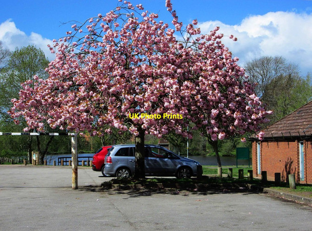 Photo 6"x4" Japanese cherry tree, Springfield Park, Kidderminster Kidderminster c2015