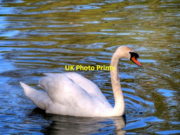Photo 6"x4" Mute Swan at Heaton Park Prestwich c2015