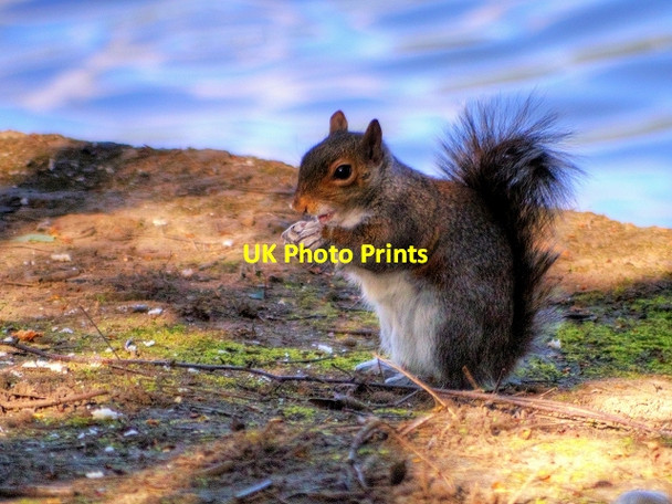 Photo 6"x4" Grey Squirrel at the Boating Lake in Heaton Park Prestwich c2015