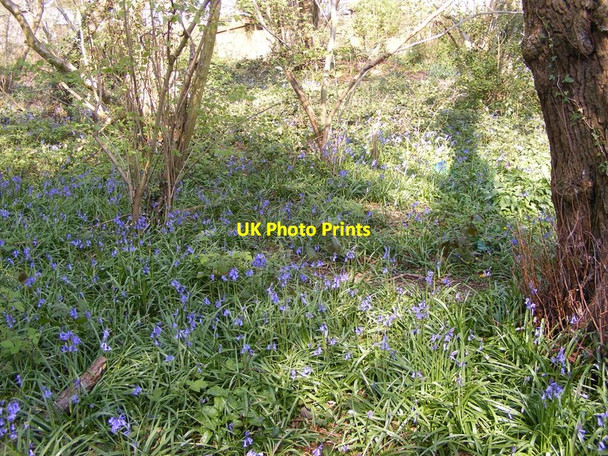 Photo 6"x4" 2015 Bluebells Sedgley c2015