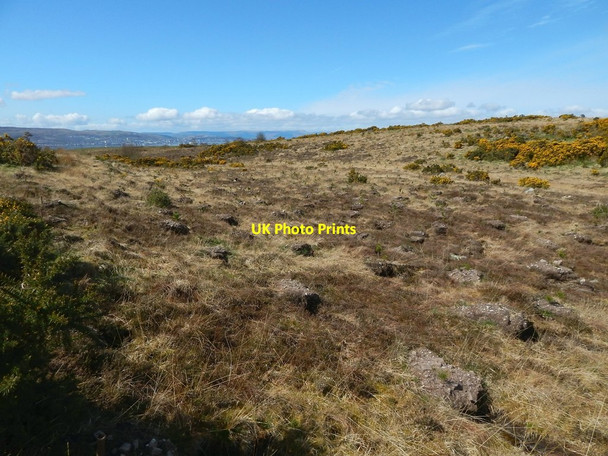 Photo 6"x4" Recent plantation Alexandria c2015