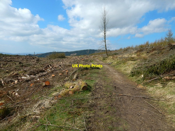 Photo 6"x4" Cleared forestry land beside path Arden\/NS3684 c2015