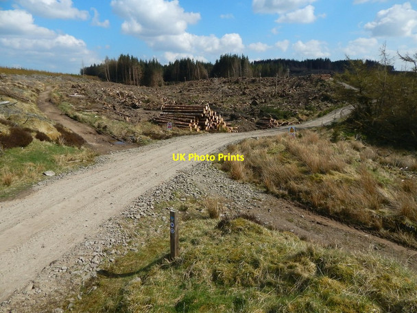 Photo 6"x4" Cleared forestry land beside paths Arden\/NS3684 c2015