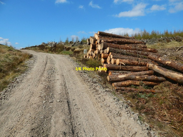 Photo 6"x4" Stacked logs Arden\/NS3684 c2015