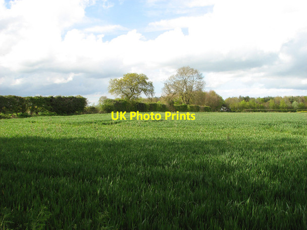 Photo 6"x4" Field boundary hedge in fields north of the A1067 road Little Ryburgh c2015