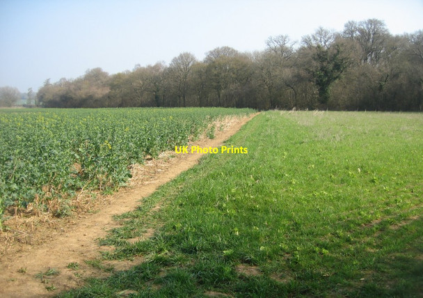 Photo 6"x4" Field corner & Well's Copse East Oakley c2015