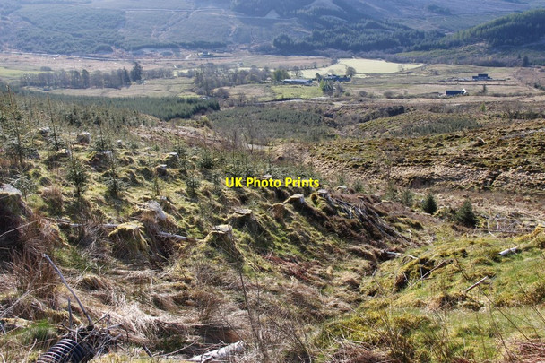 Photo 6"x4" Replanted forest at Brenchoillie Goatfield c2015