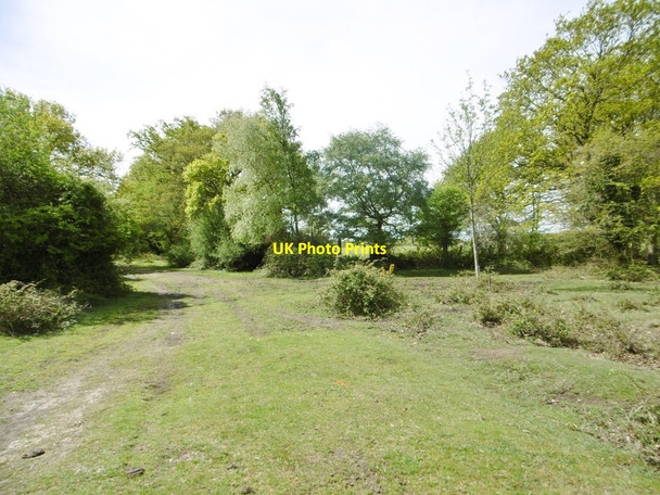 Photo 6"x4" Lodge Heath, Hedge Corner Sandy Down c2015