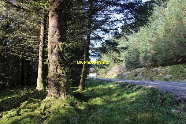 Photo 6"x4" A mature spruce by Leacainn Forest Drive Crarae c2015