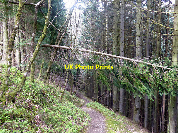 Photo 6"x4" Fallen tree above the path Devil's Bridge\/Pontarfynach c2015