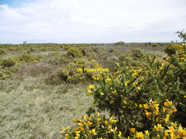 Photo 6"x4" Beaulieu Heath Bull Hill\/SZ3398 c2015