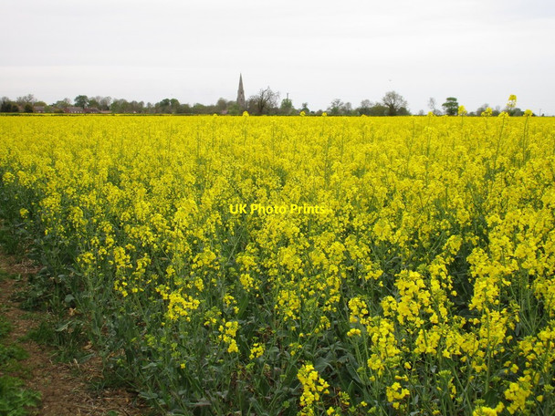 Photo 6"x4" Oilseed rape and Ewerby church spire Boughton\/TF1245 c2015